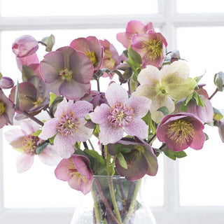 Molly's White Hellebore