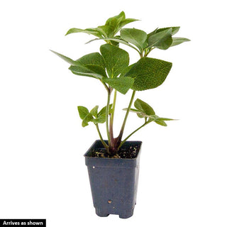 Molly's White Hellebore