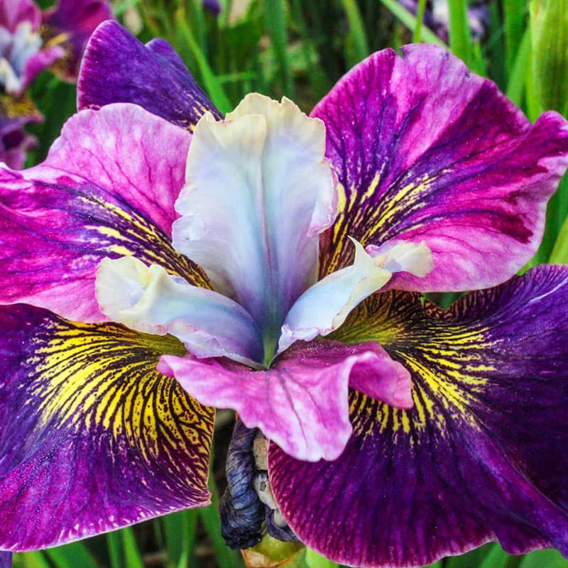 Charming Billy Siberian Iris