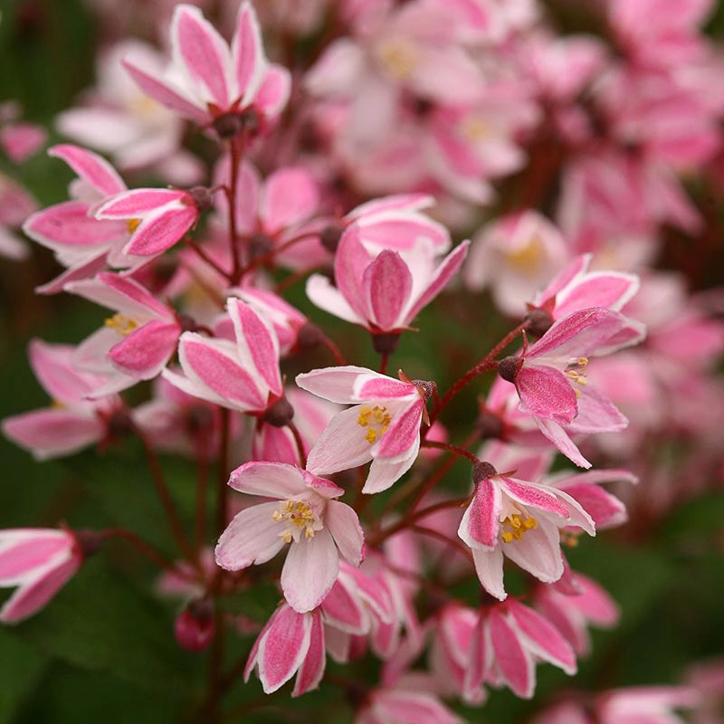 Yuki Cherry Blossom® Deutzia