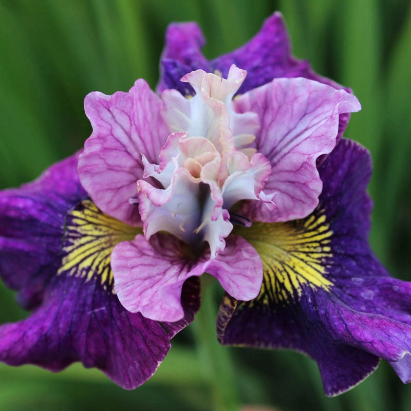 On Mulberry Street Siberian Iris