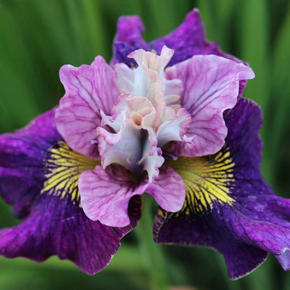 On Mulberry Street Siberian Iris