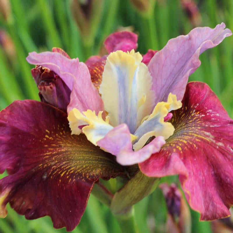 Cherry Fling Siberian Iris