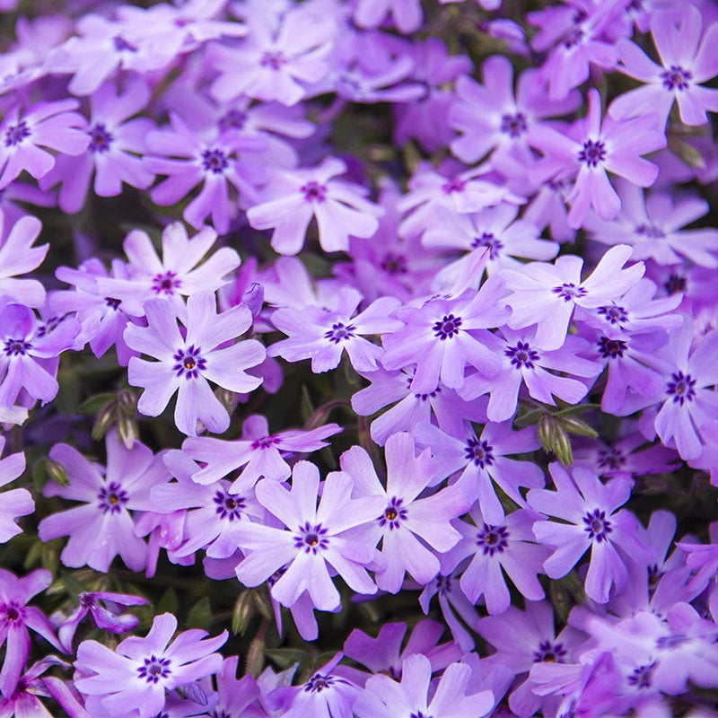 Running with Scissors Phlox