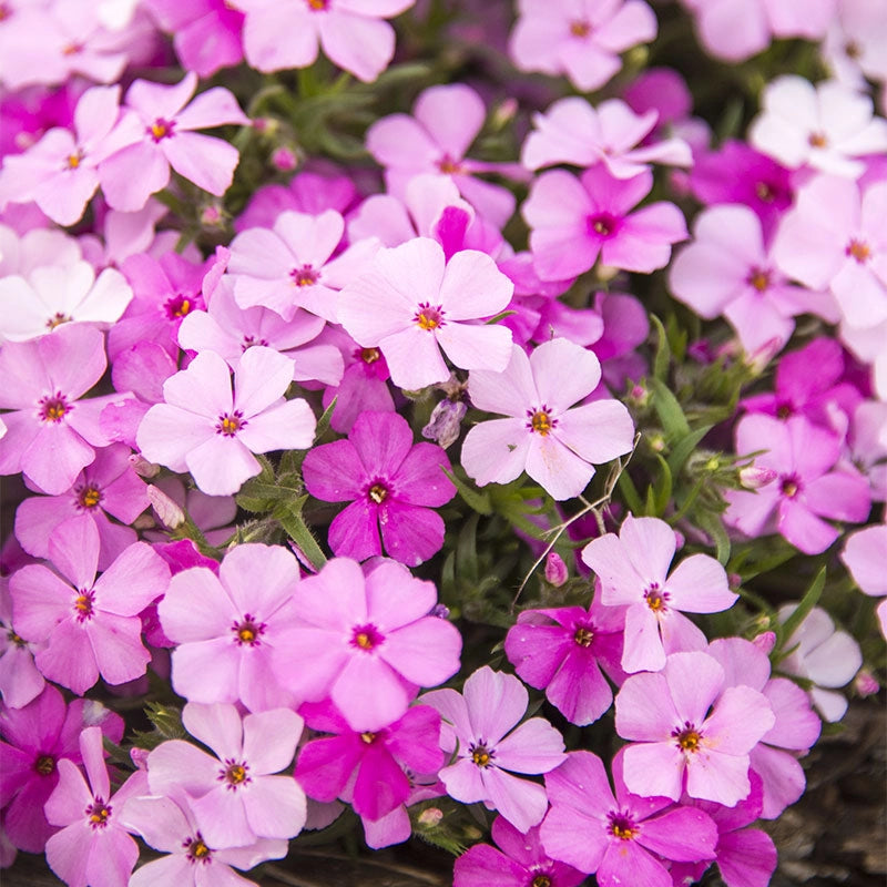 Strawberries and Cream Phlox