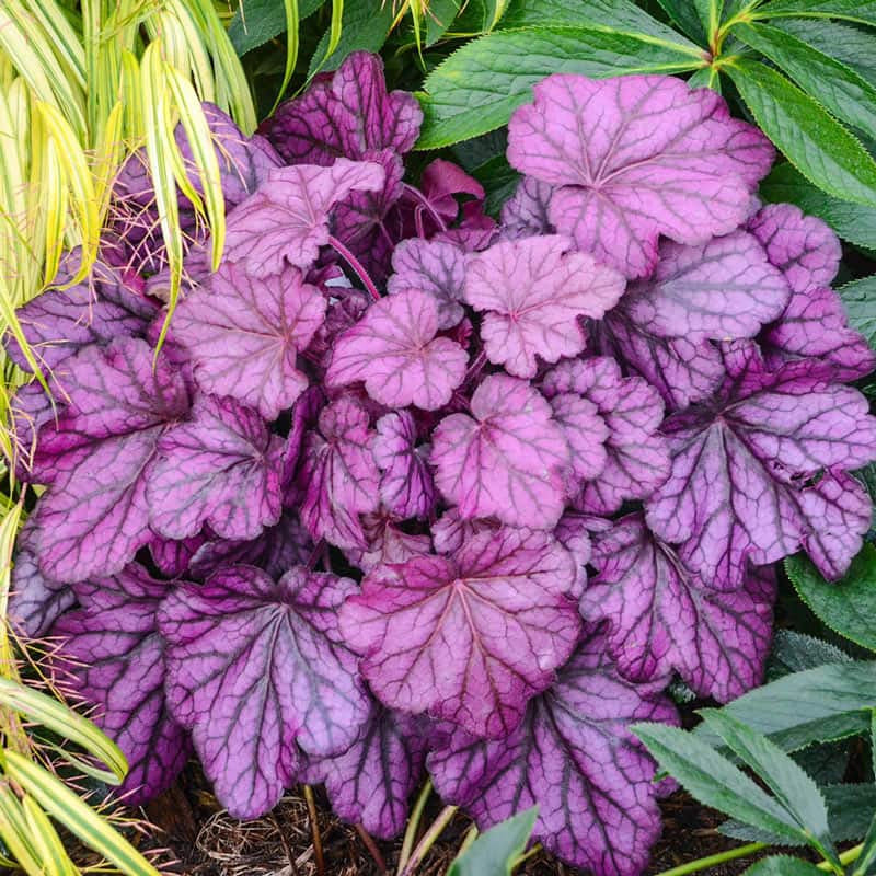 Wild Rose Heuchera