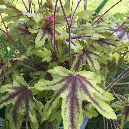 Eye Spy Heucherella