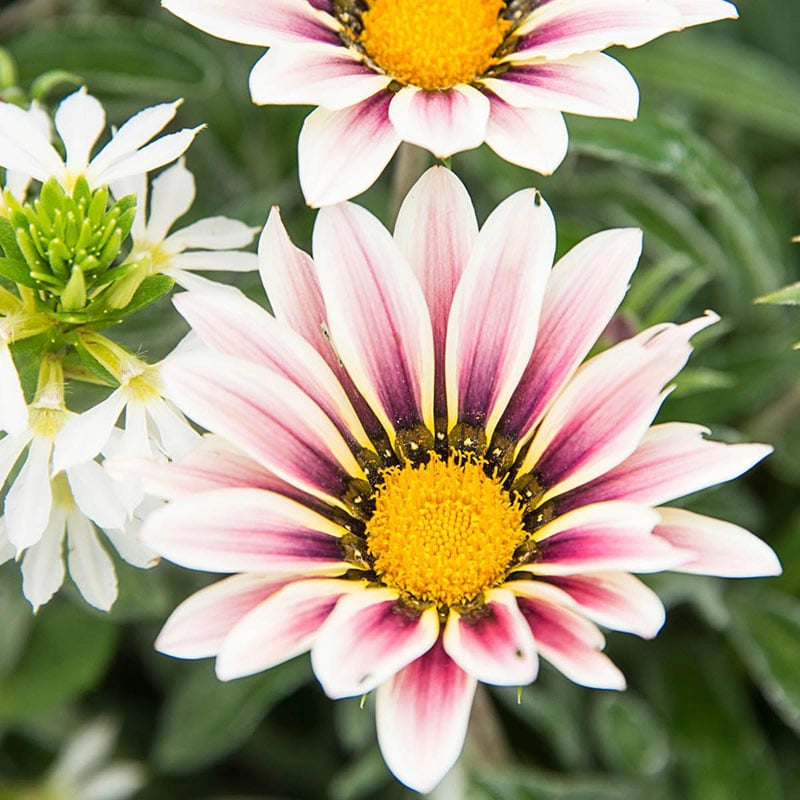 Big Kiss™ White Flame Gazania