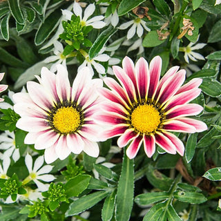 Big Kiss™ White Flame Gazania