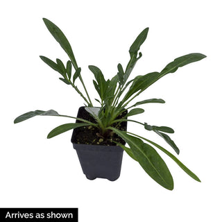 Big Kiss™ White Flame Gazania