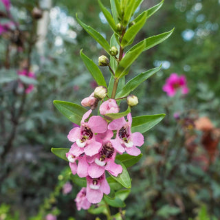 Archangel Pink Angelonia