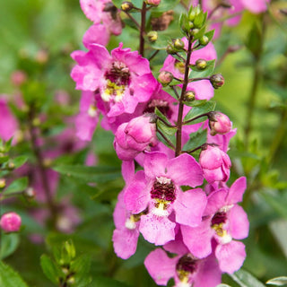 Archangel Pink Angelonia