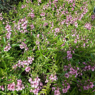 Archangel Pink Angelonia
