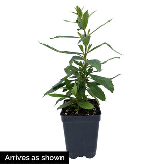 Archangel Pink Angelonia