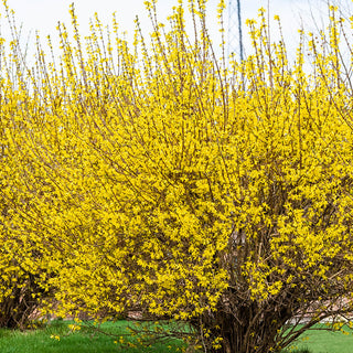Lynwood Gold Forsythia