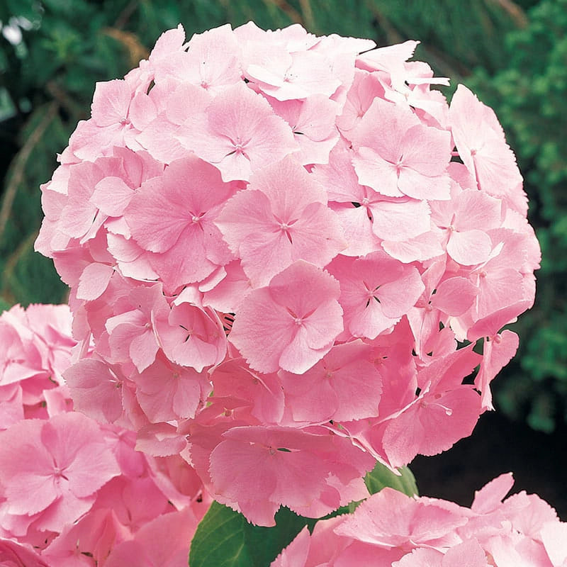 Hydrangea Plants For Sale Spring Hill Nurseries Spring Hill Nursery