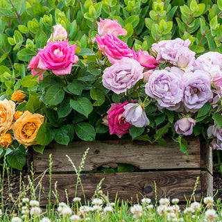 Rose Collectors Preview Pack