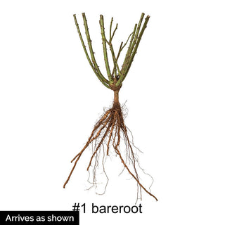 Rose Collectors Preview Pack