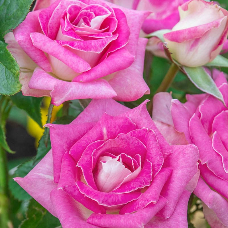 Chinese Jumbo Roses Jumbo Roses | Spring Hill Nurseries – Spring Hill Nursery