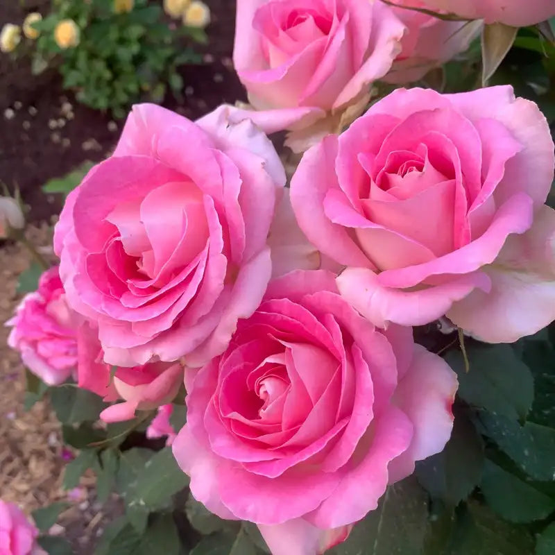 Painted Porcelain Hybrid Tea Rose