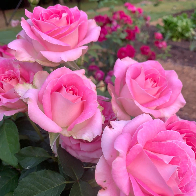 Painted Porcelain Hybrid Tea Rose