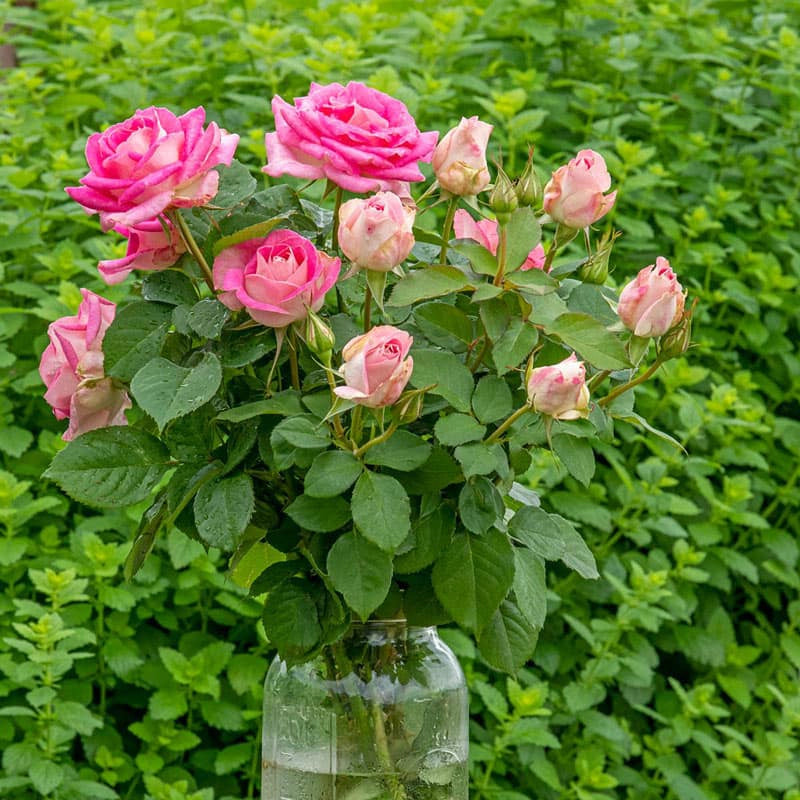 Painted Porcelain Hybrid Tea Rose | Spring Hill Nurseries – Spring Hill ...