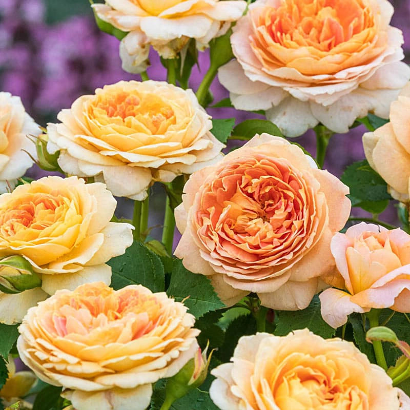 Grandiflora Roses - Shop Grandiflora Rose Bushes | Spring Hill – Spring ...