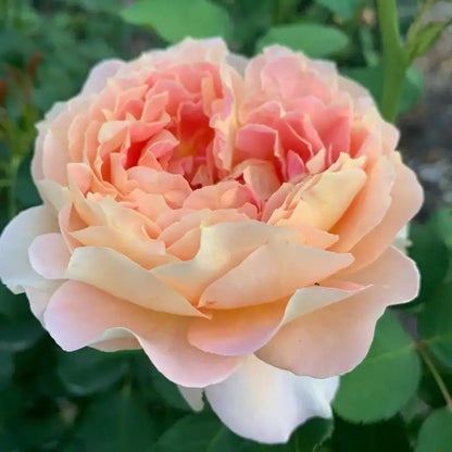 Fun Roses Fun in the Sun™ Grandiflora Rose | Shop Roses | Spring Hill – Spring ...