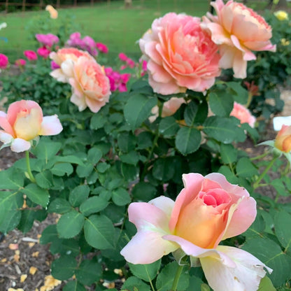 Have Fun Roses Fun in the Sun™ Grandiflora Rose | Shop Roses | Spring Hill – Spring ...