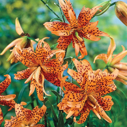 Double Tiger Lily