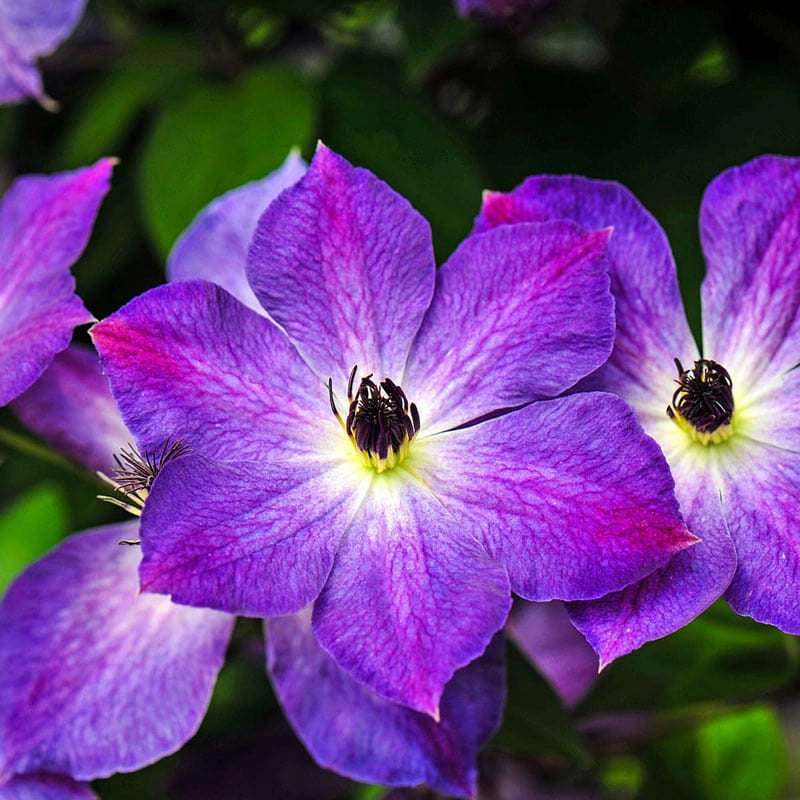 Clematis Cloudburst