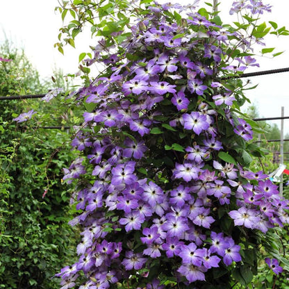 Clematis Cloudburst