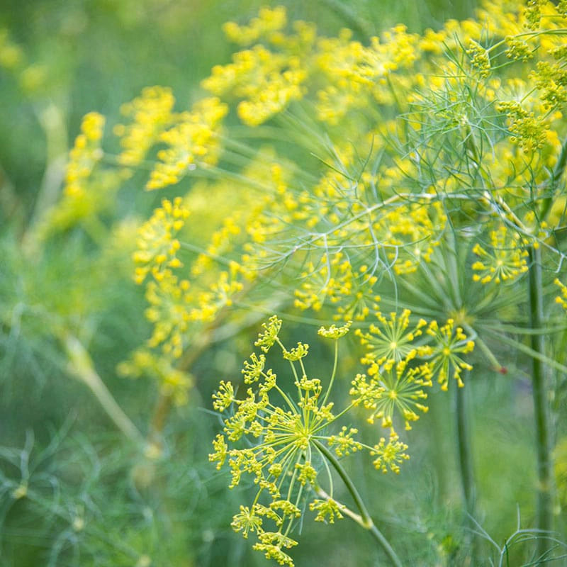 Fernleaf Dill