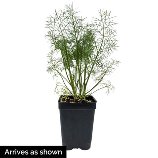 Fernleaf Dill