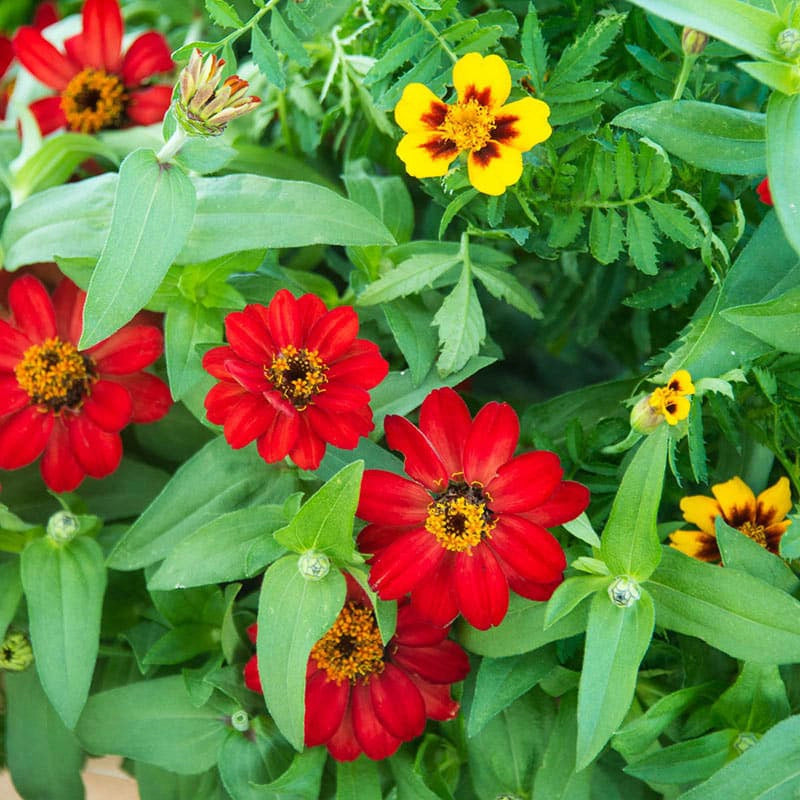 Profusion Red Zinnia