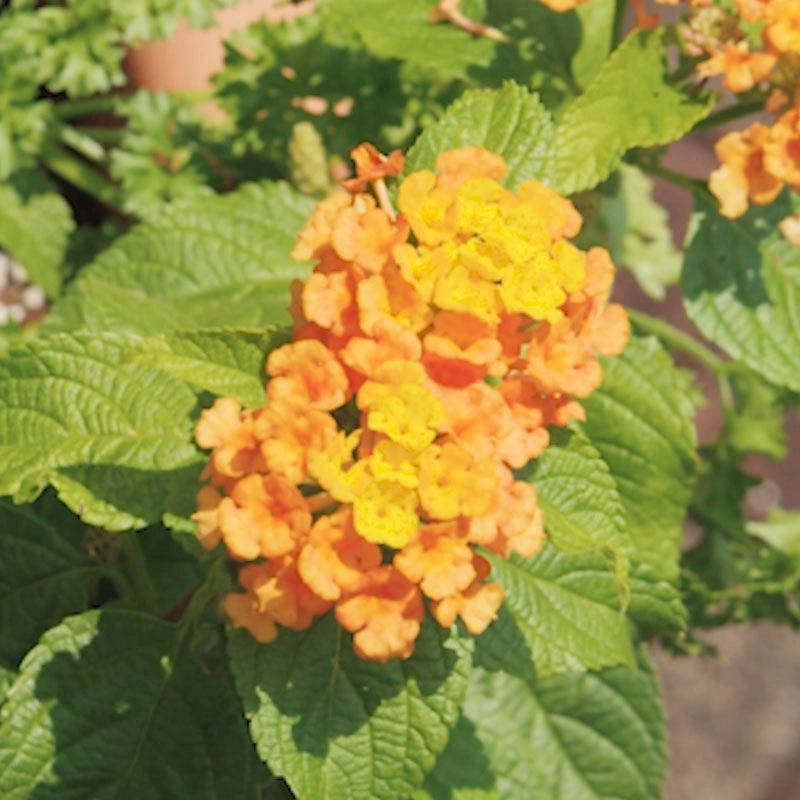 Bandito™ Red Lantana