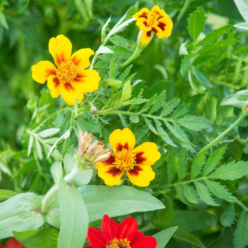 Dwarf Jaguar Marigold