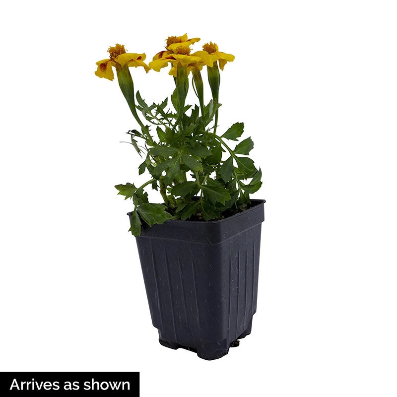 jaguar marigold seeds Dwarf Jaguar Marigold (Annual)