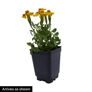 Dwarf Jaguar Marigold