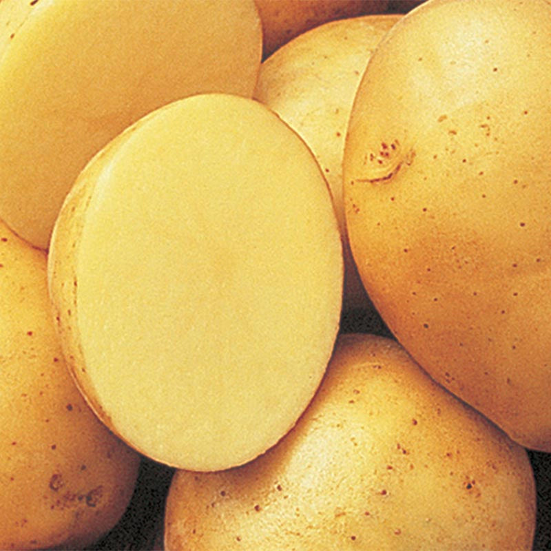 Yukon Gold Potato