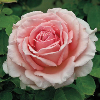 Pearly Gates™ Climbing Rose