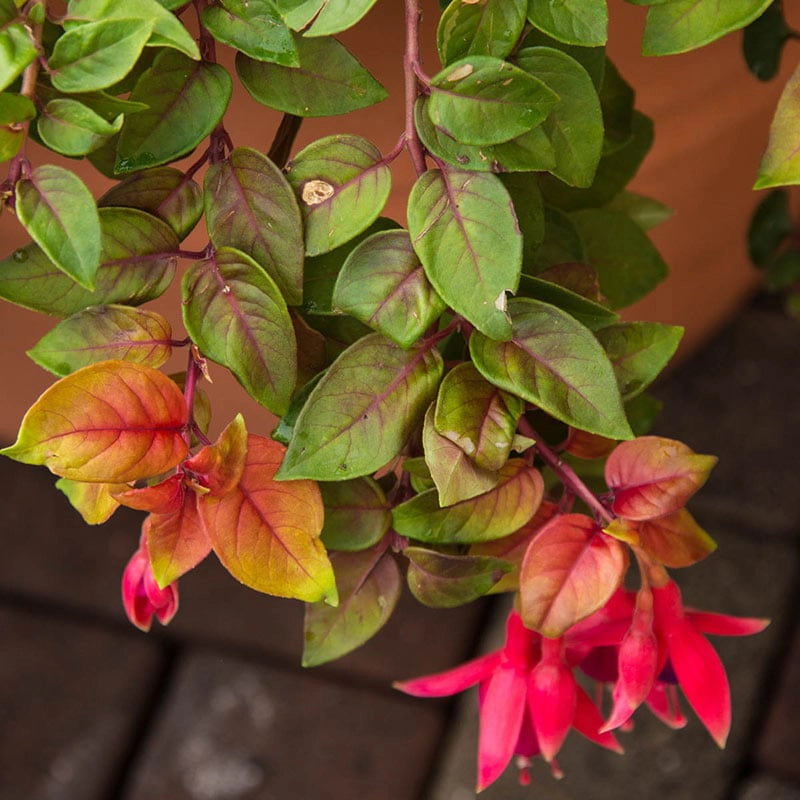 Autumnale Fuchsia