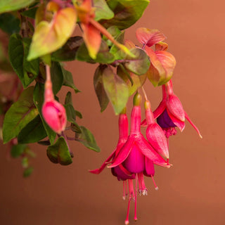 Autumnale Fuchsia