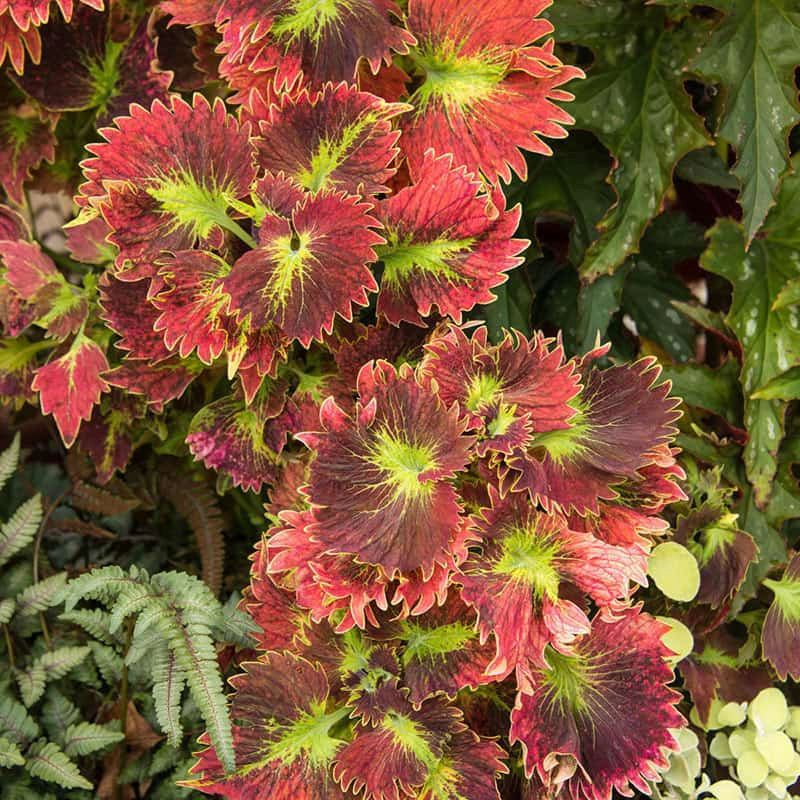 Molten Coral Coleus