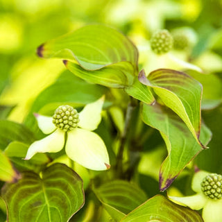 Blue Ray™ Flowering Dogwood