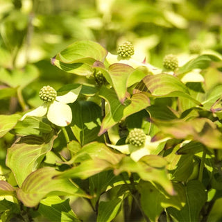 Blue Ray™ Flowering Dogwood