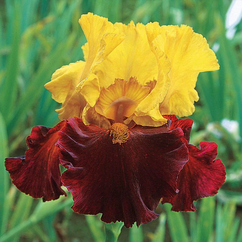 Kathy Chilton Reblooming Iris