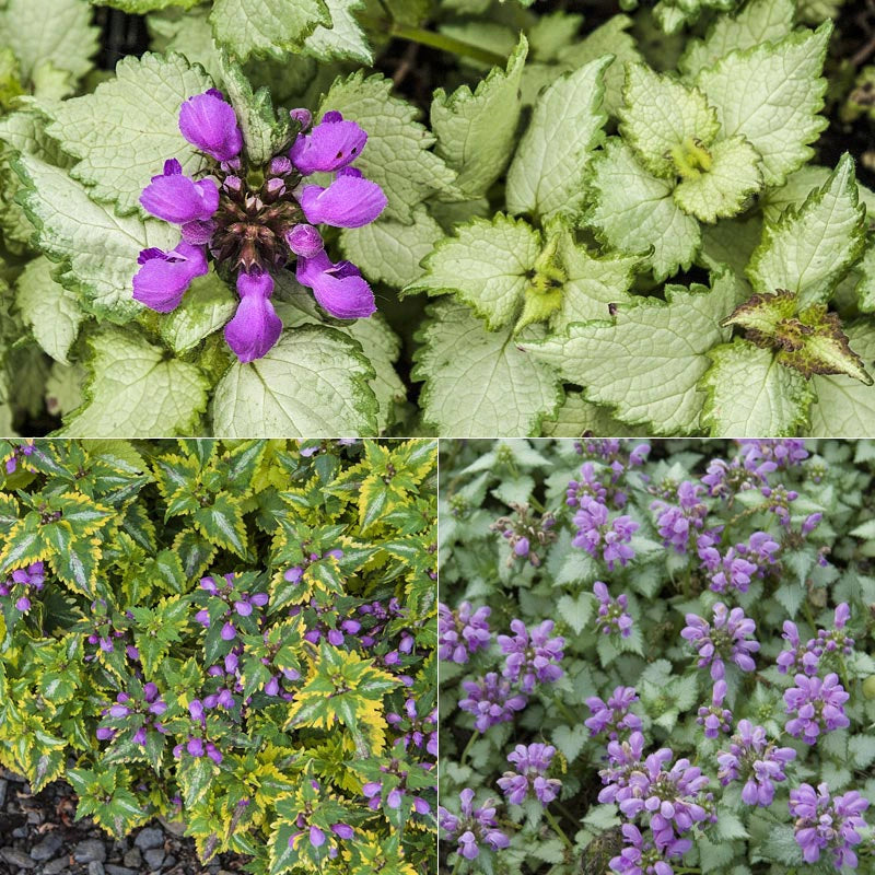 Lamium Collection