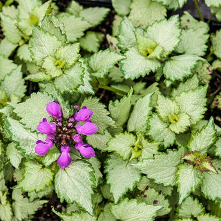 Lamium Collection