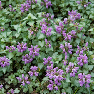 Lamium Collection